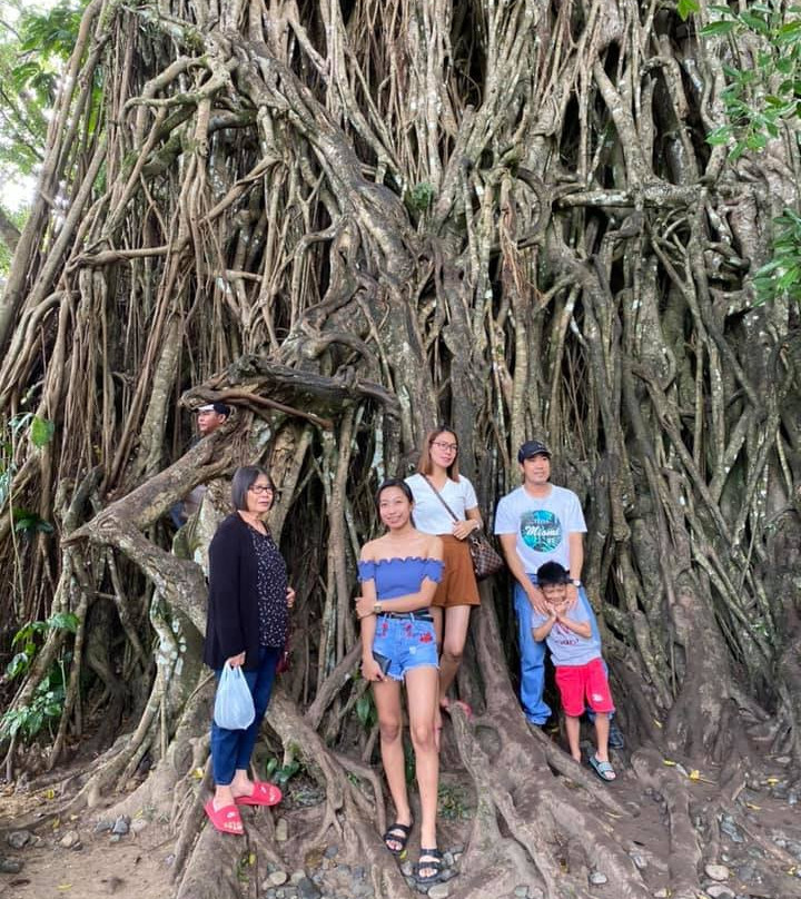 Millennium Tree (Balete tree)景点图片