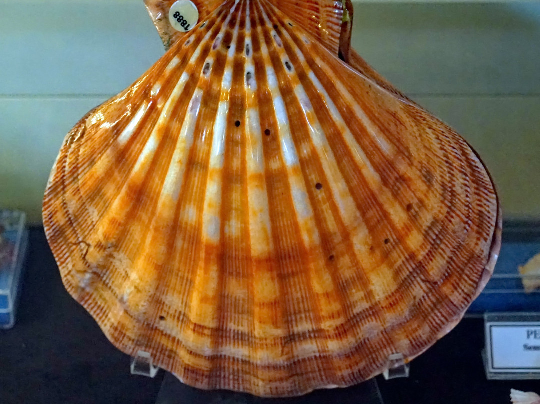 Bodrum Maritime Museum景点图片