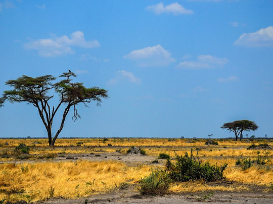 Savute Reserve-Chobe National Park必去景点