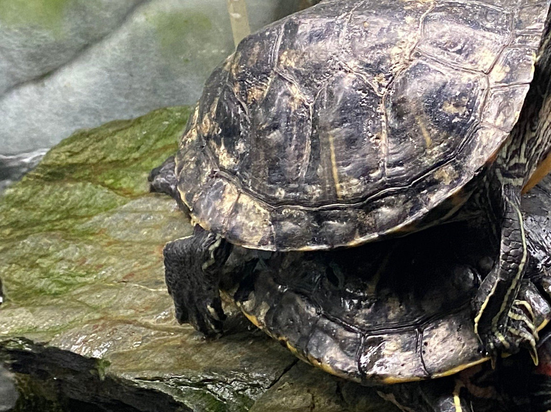 EcoWorld Aquarium & Wildlife Rehabilitation Centre景点图片