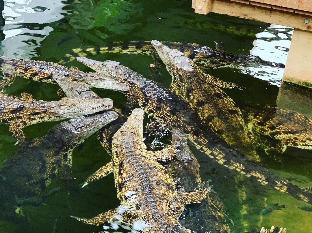 Crocodiles of the World景点图片