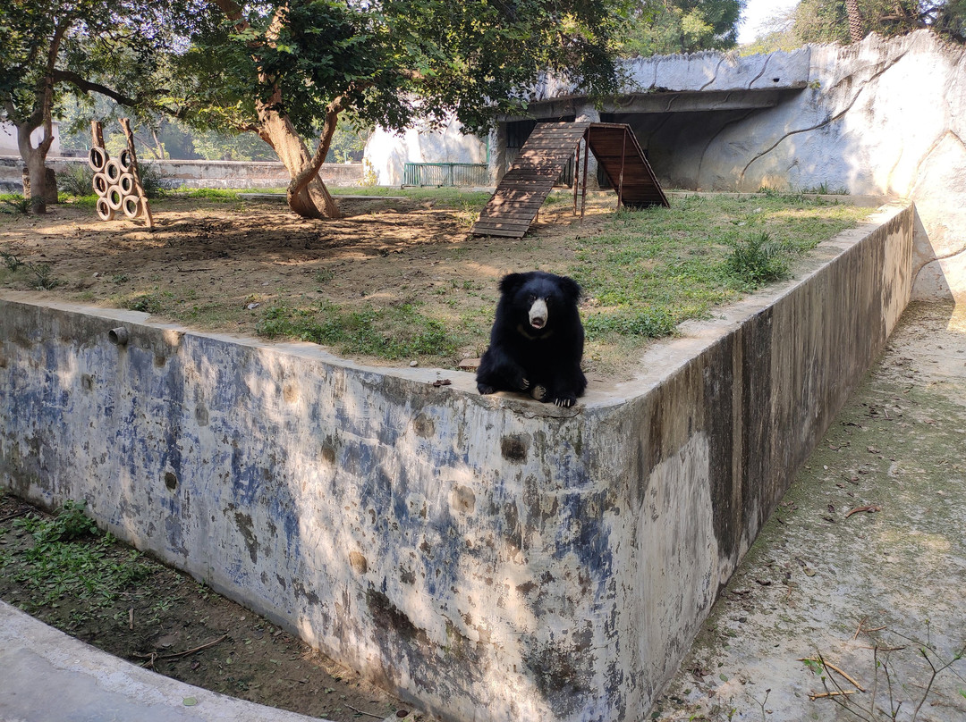 Kanpur Zoological Park景点图片