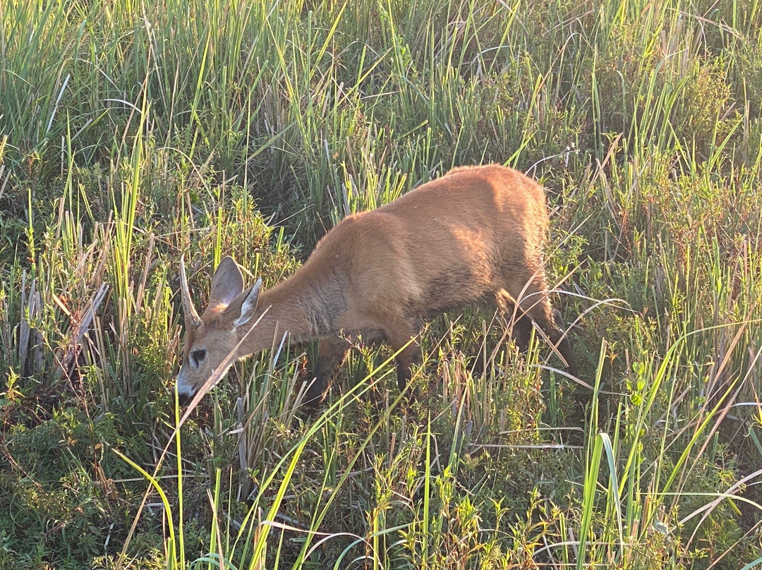 BioIBERA Tourism-Colonia Carlos Pellegrini必去景点