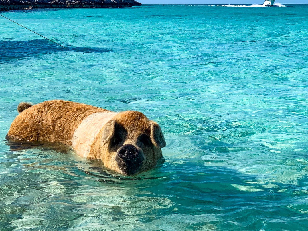 Pig Beach-斯丹尼尔岛必去景点
