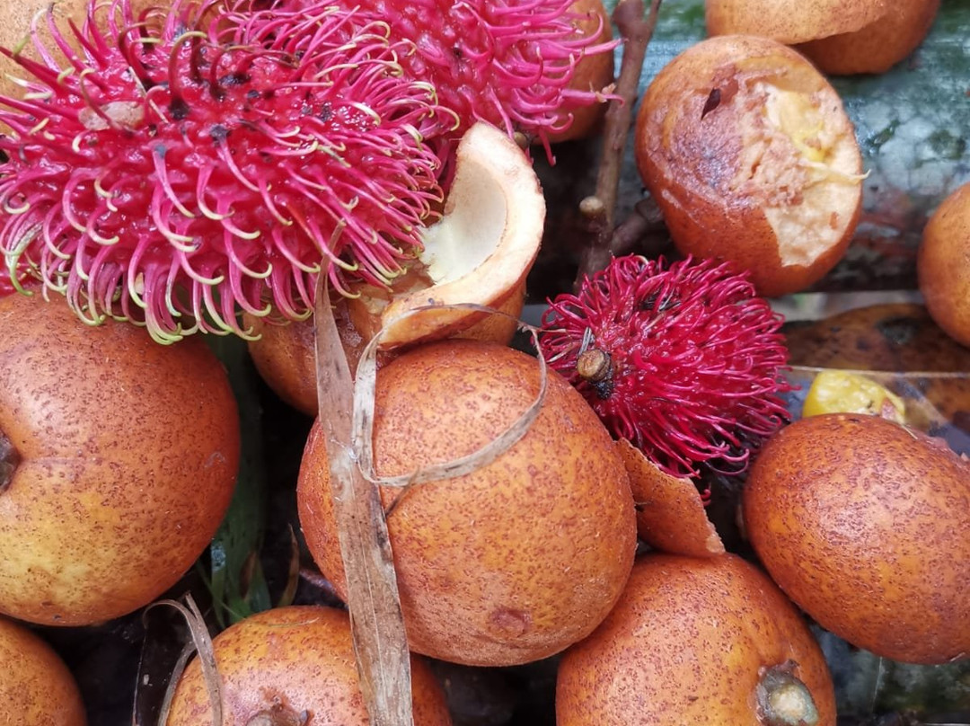 Peraya Homestay - Day Tours-古晋必去景点