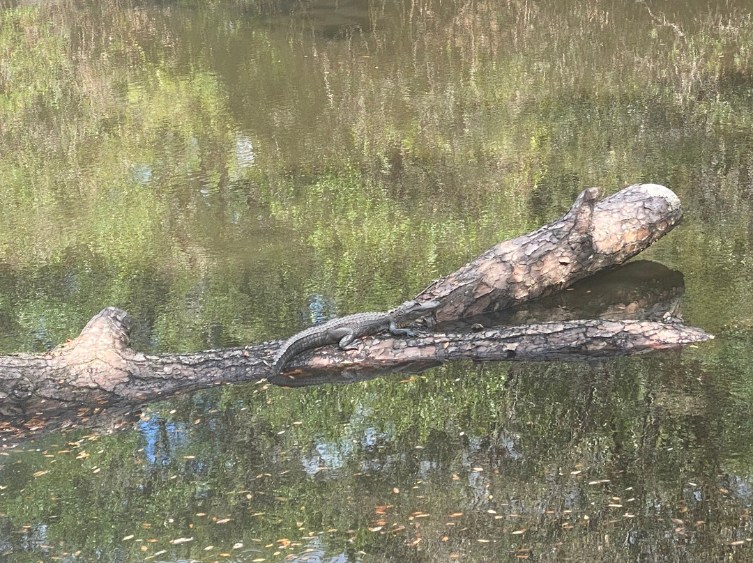 Sleeping Turtles Preserve North景点图片