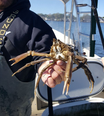 Inshore Fishing Guide-帕姆港必去景点