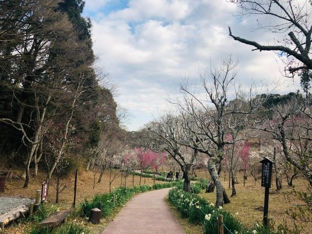 Shuzen-ji Temple Plum Grove-伊豆市必去景点