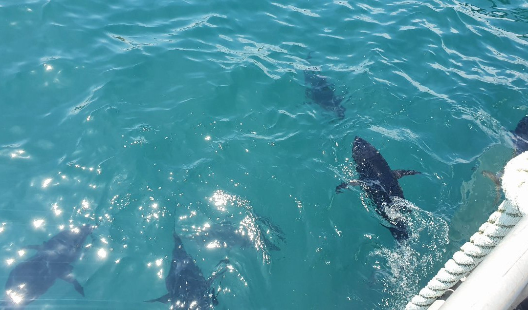 Oceanic Victor-维克多港必去景点