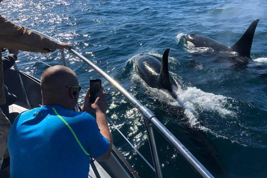 Saltwater Safari Company-苏厄德必去景点