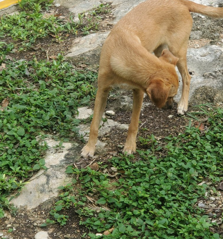 Cenote La Noria景点图片