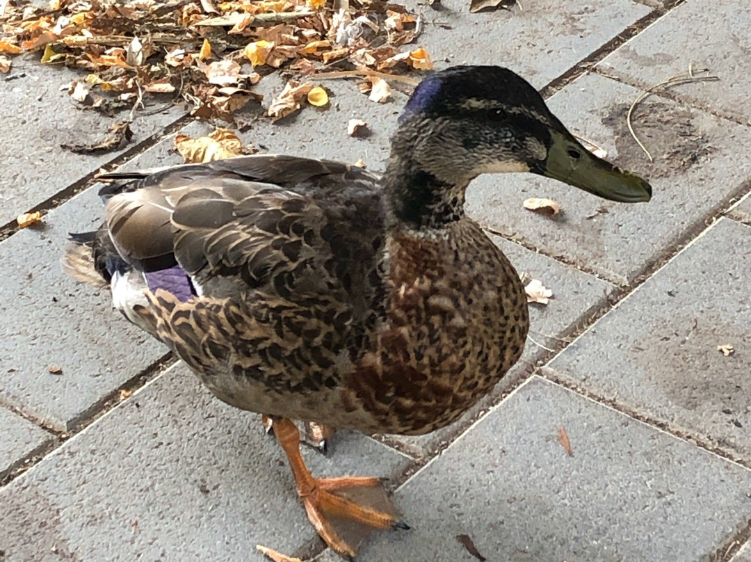 Taitua Arboretum-汉密尔顿必去景点