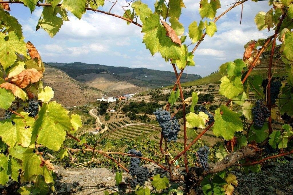 Quinta de S. Luíz-Tabuaco必去景点