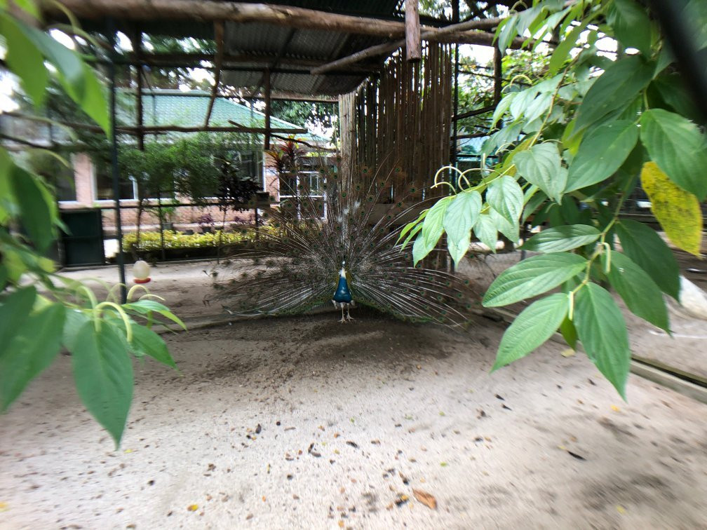 Pematang Siantar Zoo-Pematangsiantar必去景点