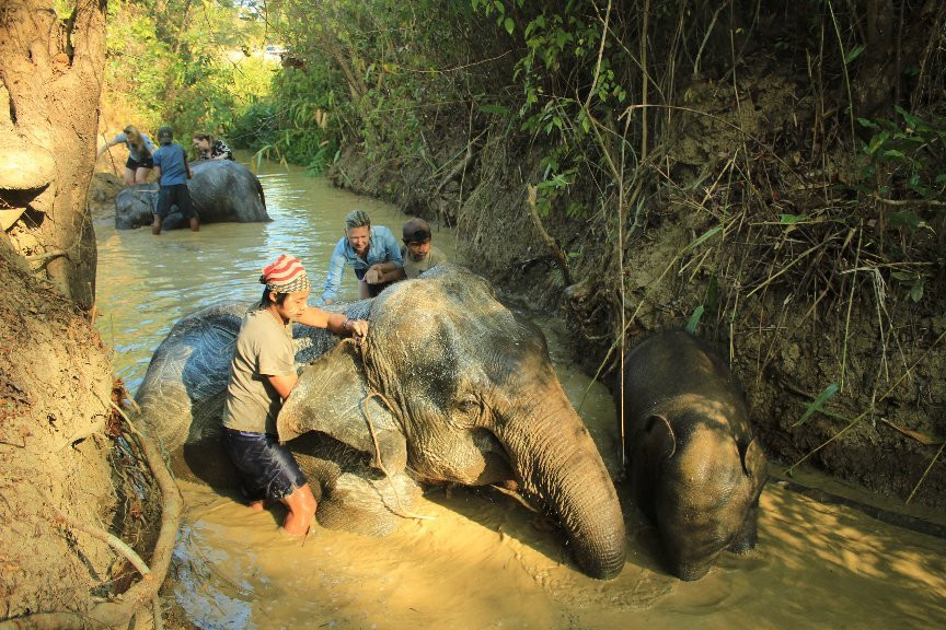 Ngapali Elephants Sanctuary景点图片