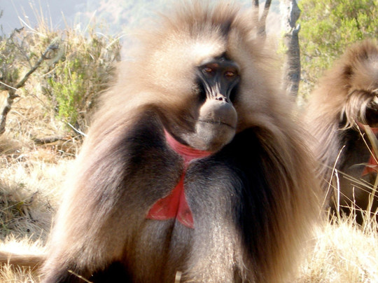 Simien Tour and Travel-贡德尔必去景点