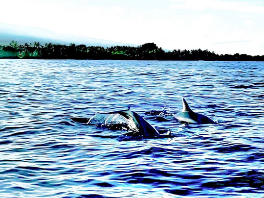 Bay Side Adventures-库克船长必去景点