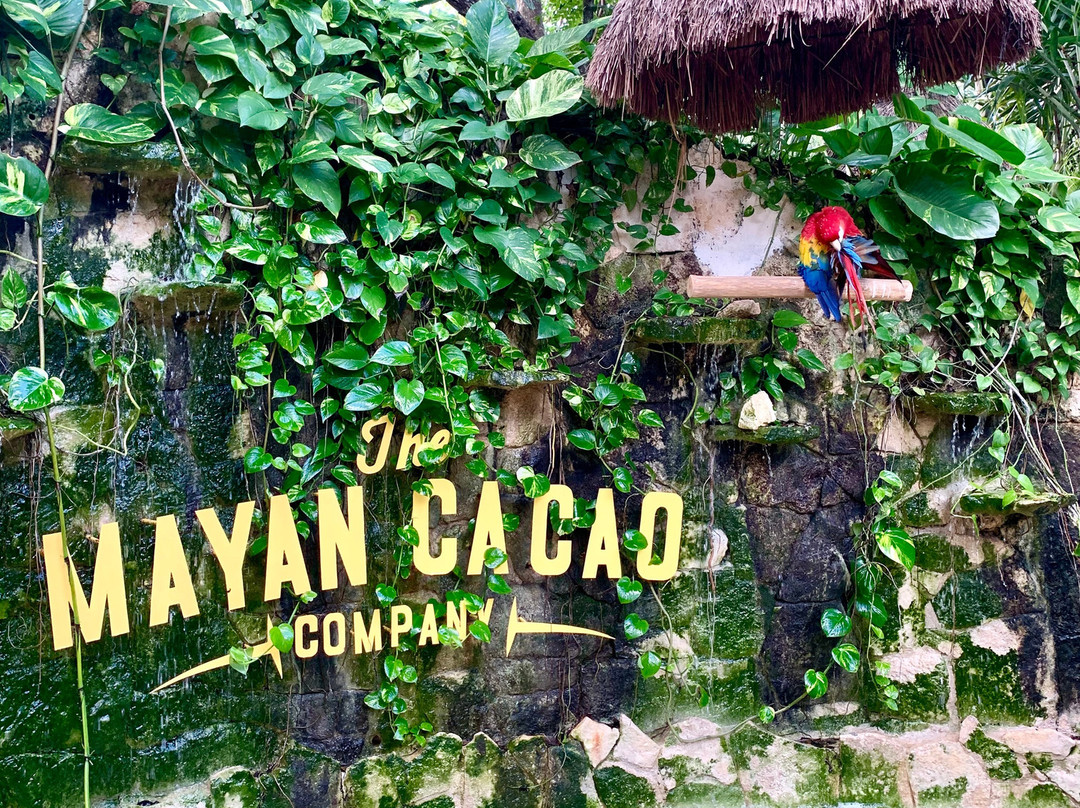The Mayan Cacao Company景点图片