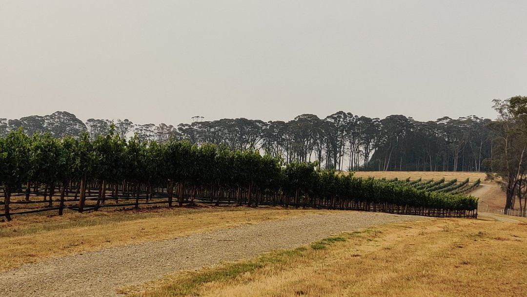 Centennial Vineyards景点图片