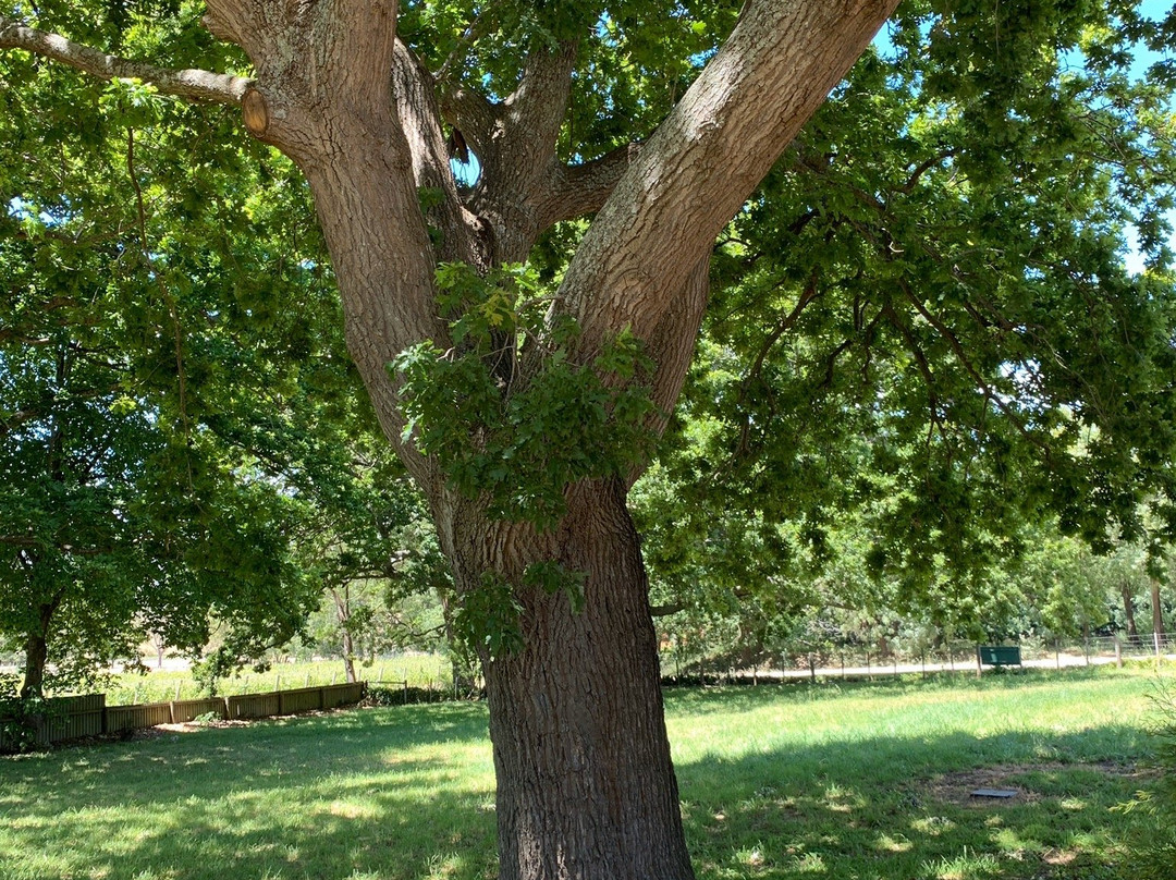 Iron Pot Bay Vineyard-Rowella必去景点