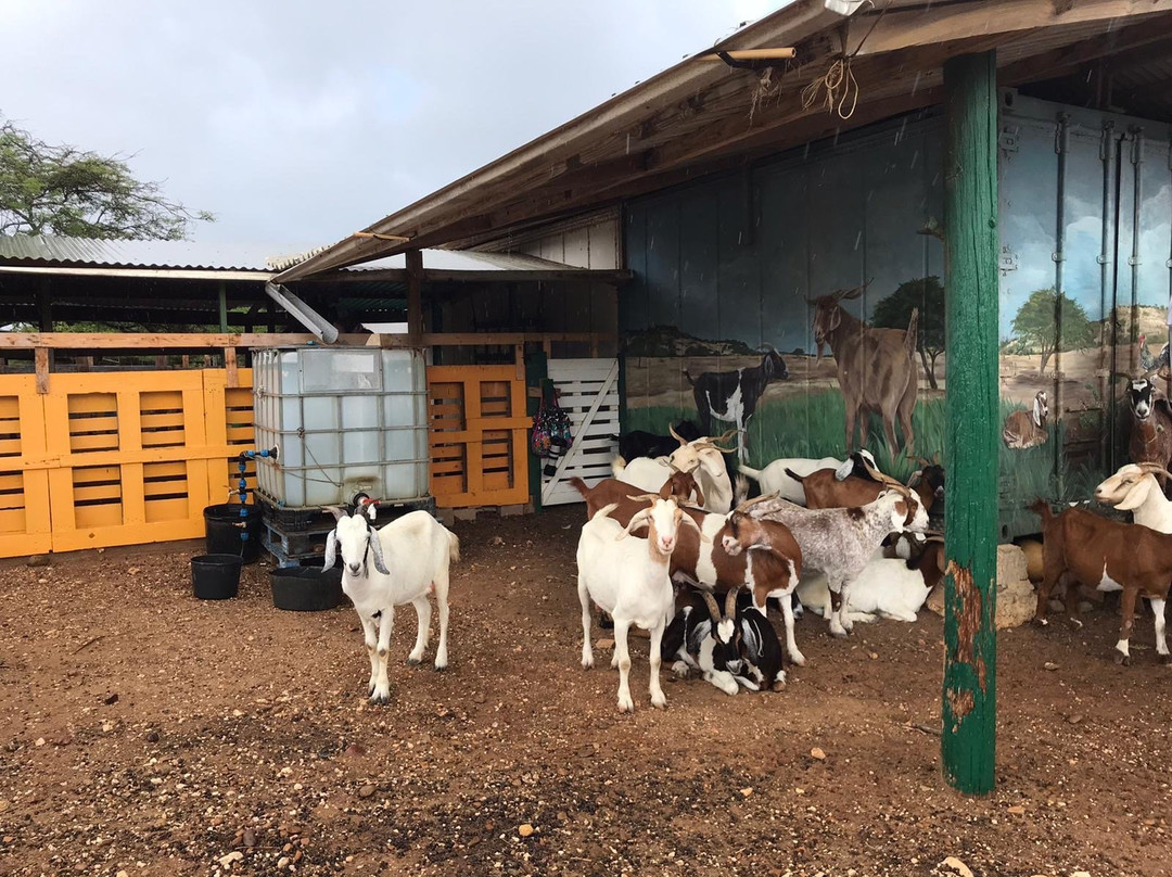Aletta's Goat Farm (by Appointment Only)-博奈尔岛必去景点