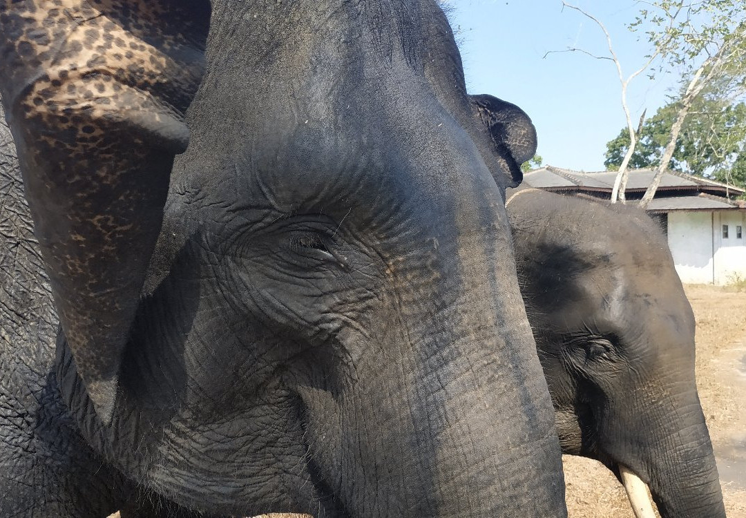 Way Kambas National Park-Lampung必去景点