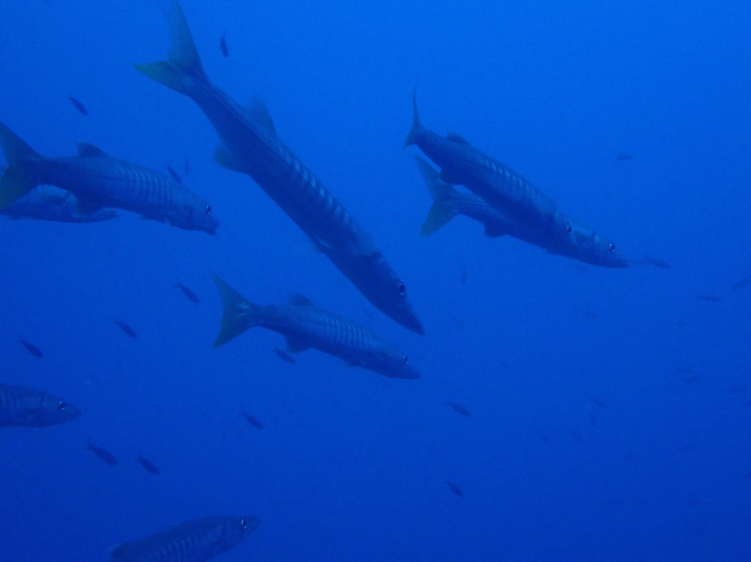 Dive Wananavu-拉奇拉奇必去景点