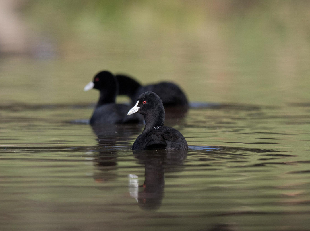 Goulburn River Scenic Drift Boat Trips-Alexandra必去景点