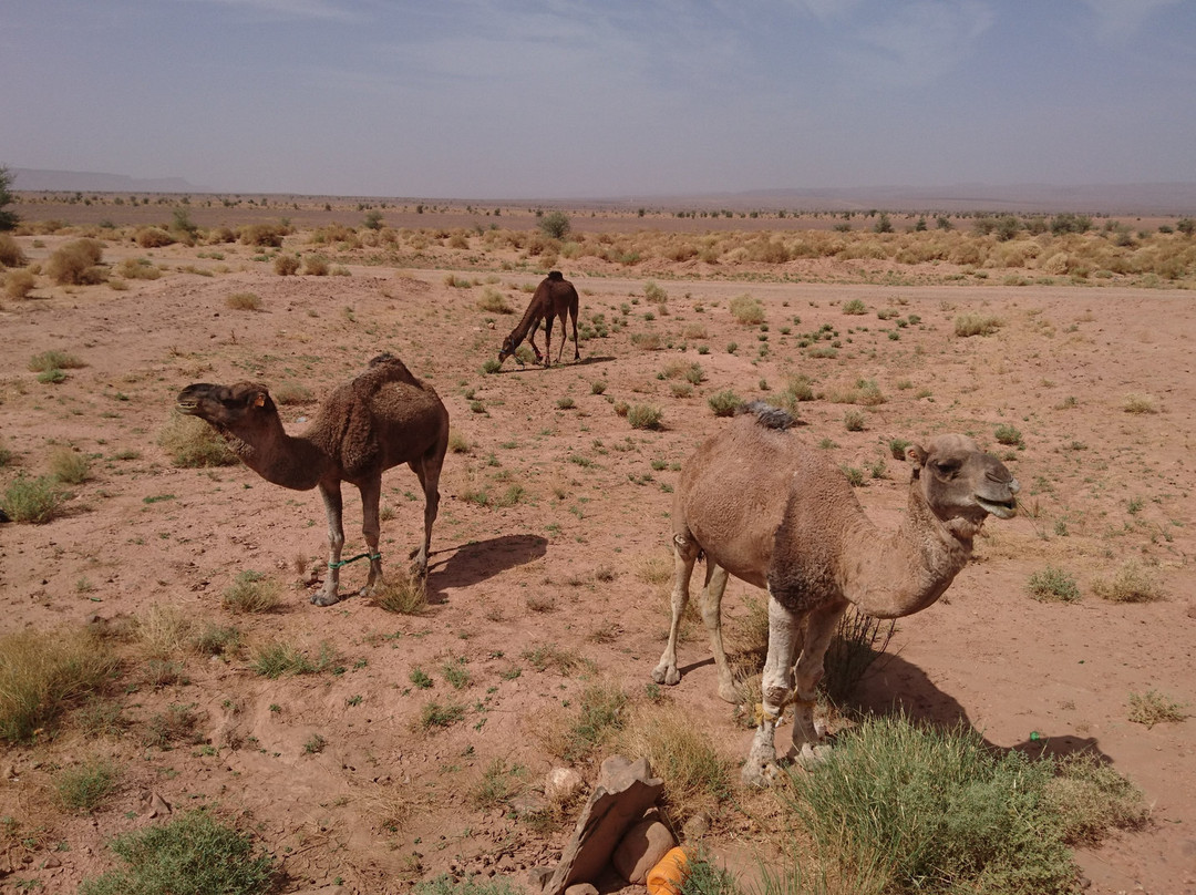 Morocco Excursion Tours景点图片