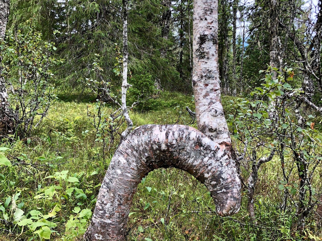 Suljätten-Kall必去景点