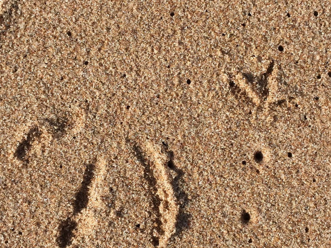 Cavendish Beach-卡文迪西必去景点