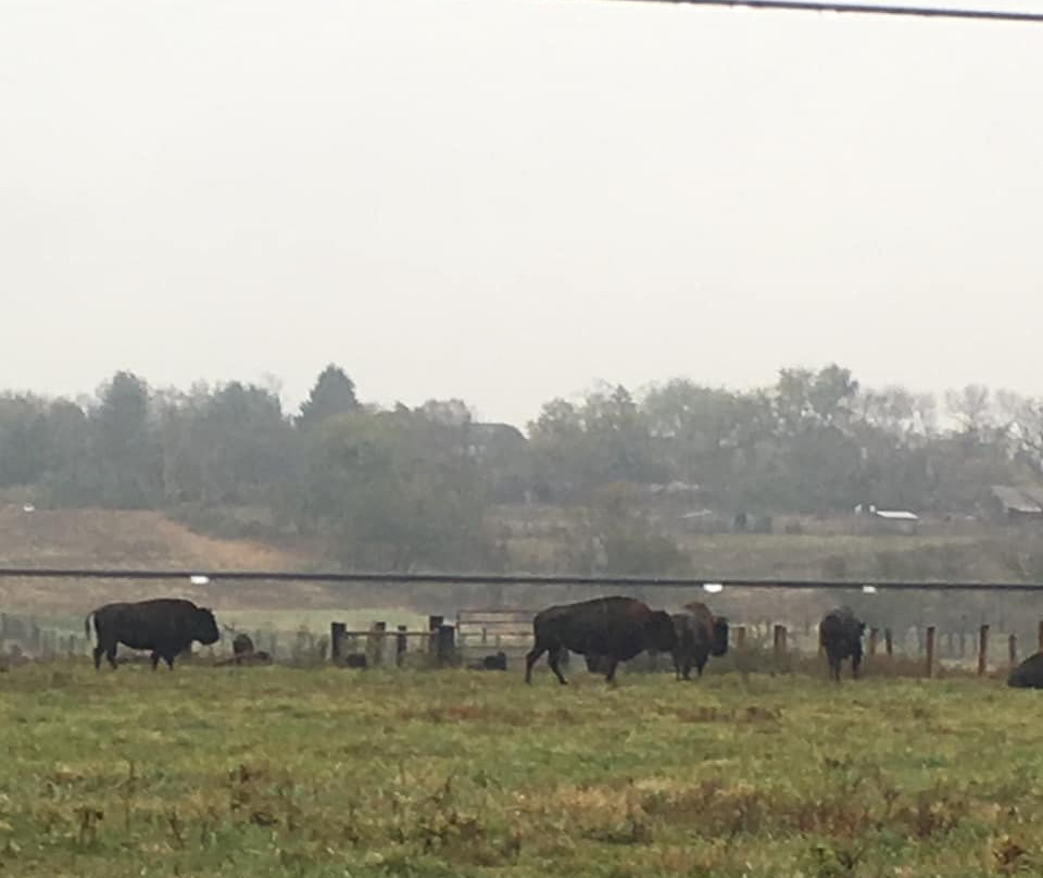 Readington River Buffalo Farm景点图片