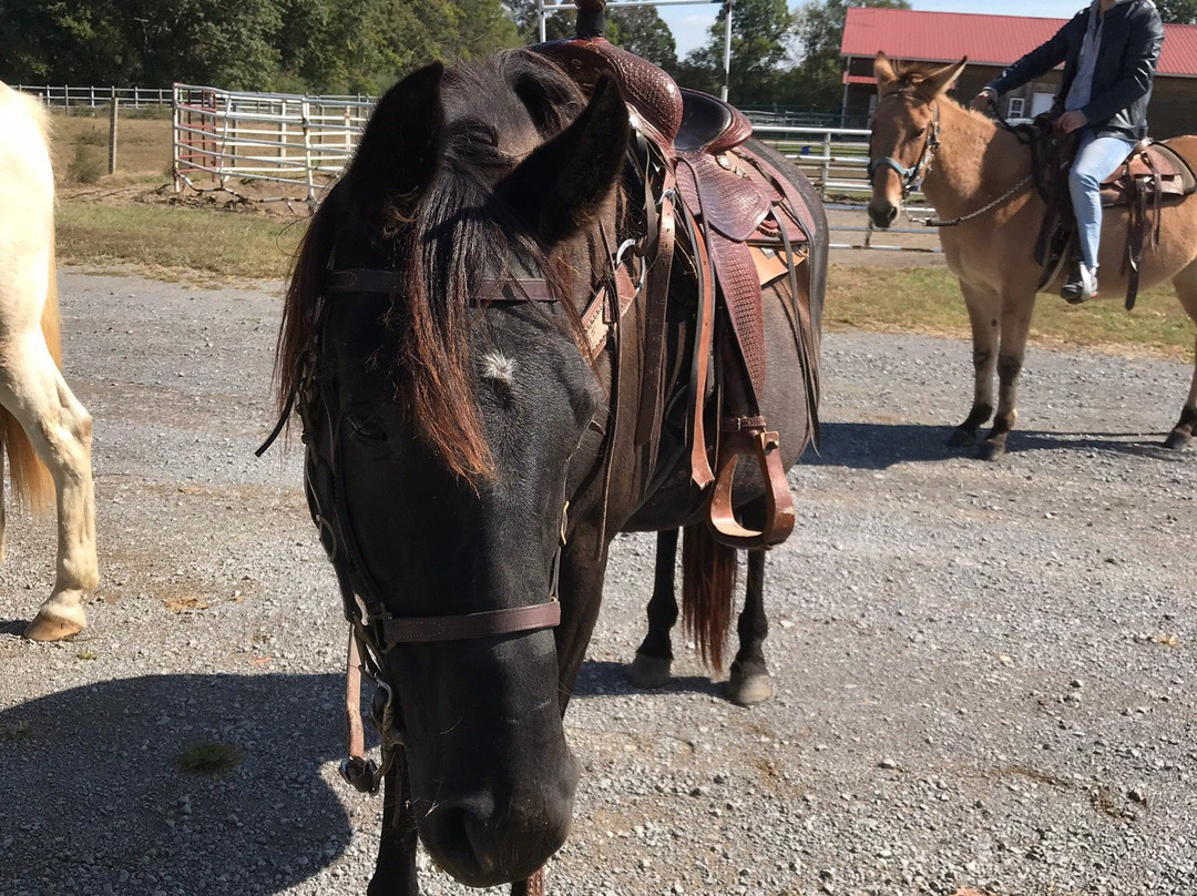 Clearview Horse Farm B&B主图