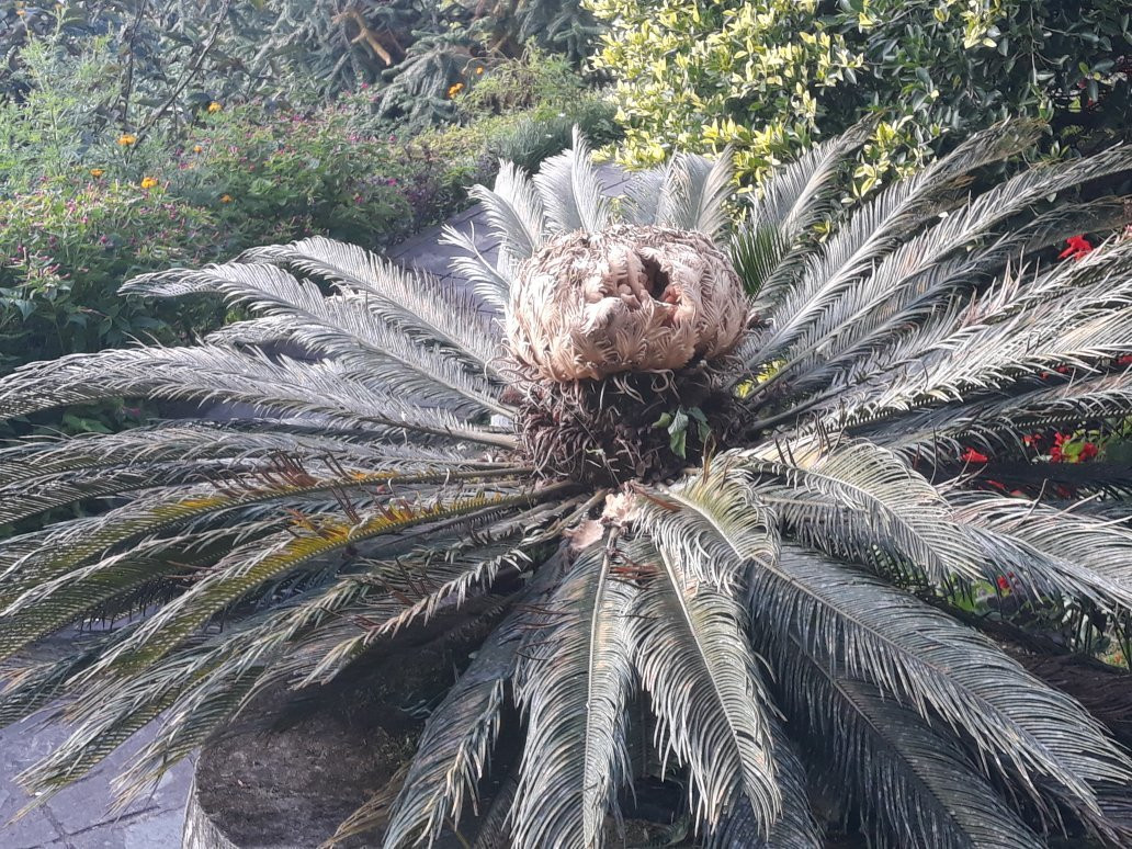 Rock Garden-Namchi必去景点