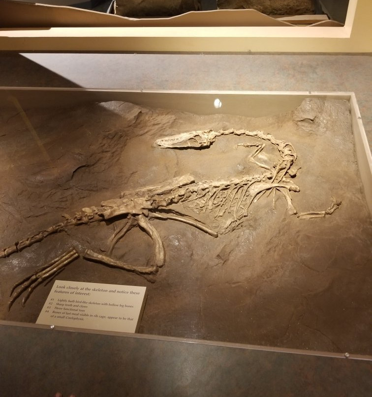 Dinosaur State Park & Arboretum-罗基希尔必去景点