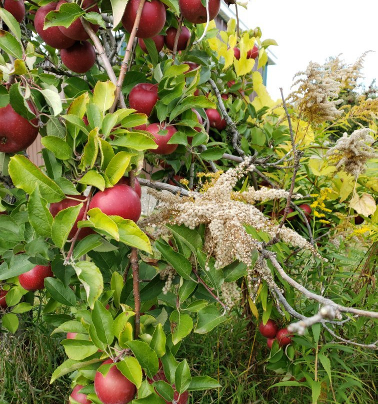 Windy Hill Orchard景点图片