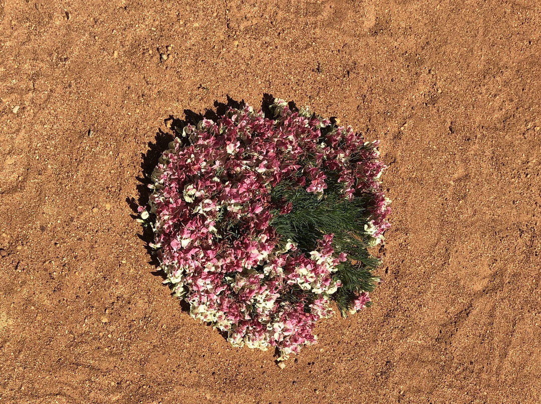Mullewa Community Resource Centre-Mullewa必去景点