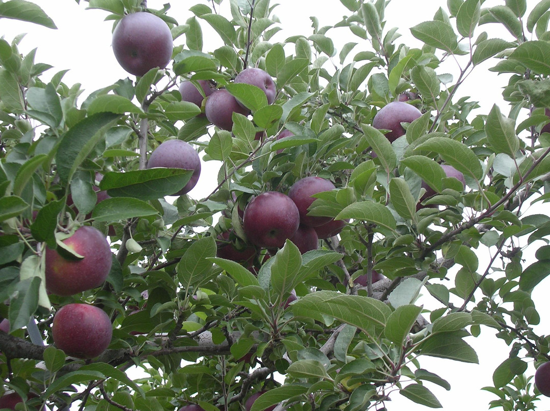 Prospect Hill Orchards景点图片