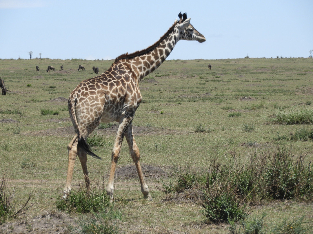 Deep Forest safari-Thika必去景点