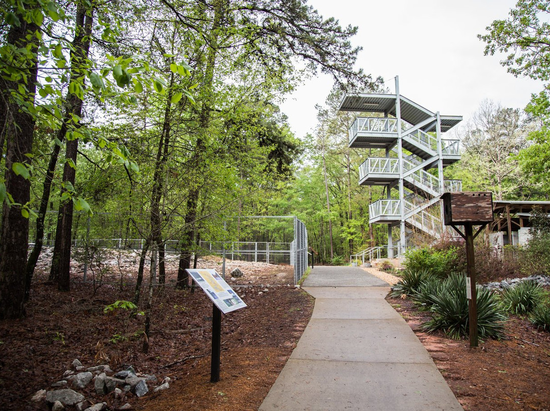 Rock Hawk Effigy and Trails