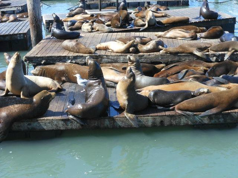Sea Lion Center-旧金山必去景点