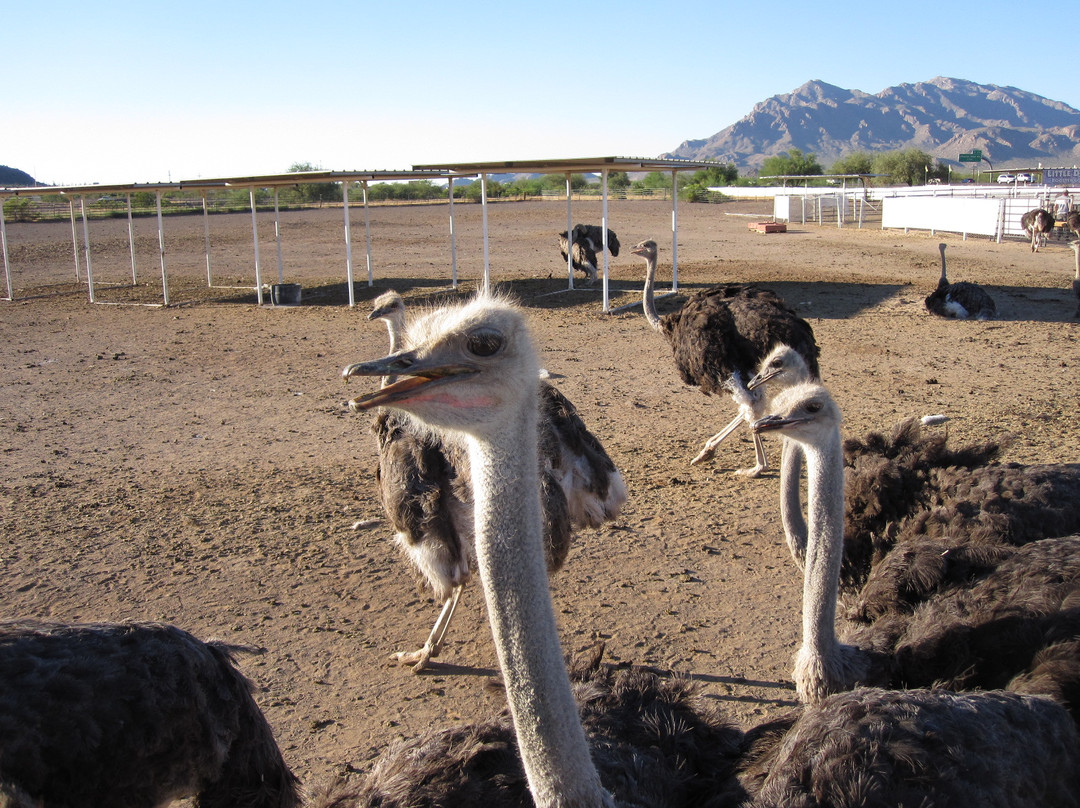 Rooster Cogburn Ostrich Ranch景点图片