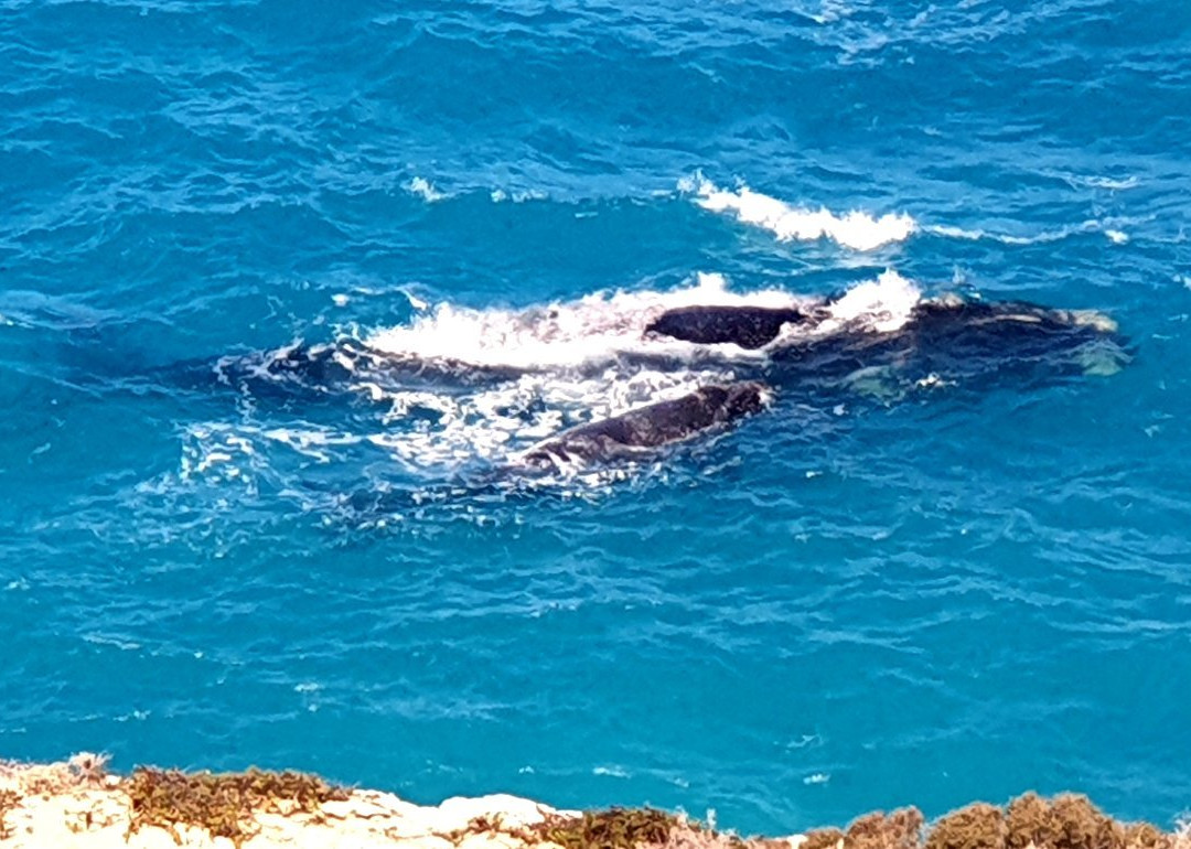 Head of Bight-Ceduna必去景点