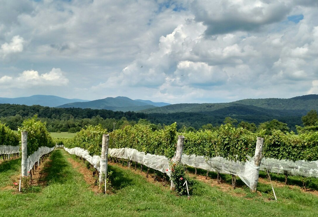 Stinson Vineyards景点图片