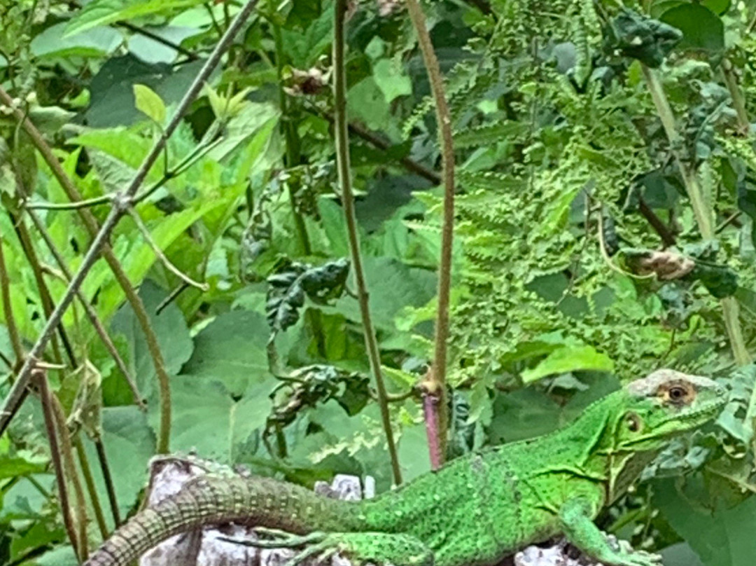 Costa Rica Monkey Tours -  Day Tours景点图片