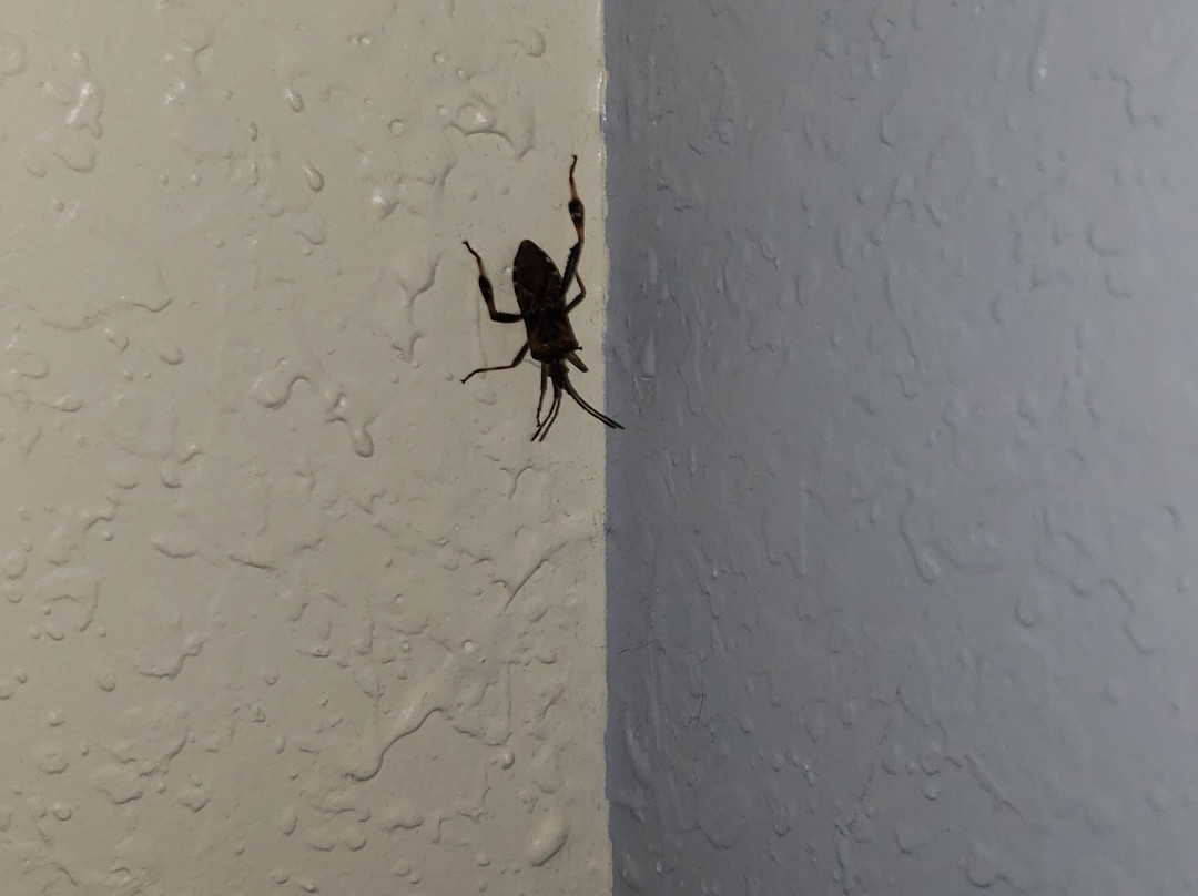 Microtel Inn & Suites by Wyndham Bath主图