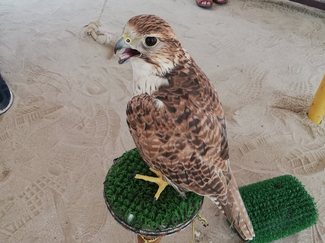 Best Tours in Qatar-多哈必去景点