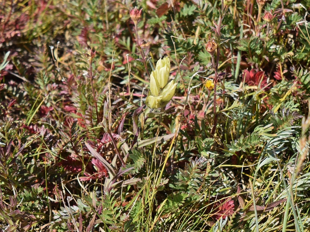 Tundra Communities Trail-落基山国家公园必去景点