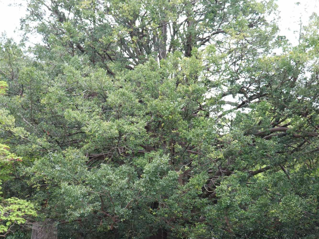 Kumano Hayatama Taisha Oshimboku Nagi-新宫市必去景点
