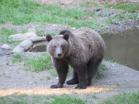 Wild Romania Travel-布拉索夫必去景点
